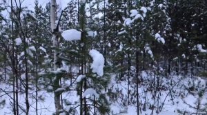 Охота на лося с лайками ( без добычи, одна собака погибла )