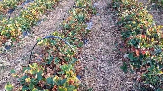 Раскорчевка участка, обзор корчевателей, некоторые наблюдения об особенностях выращивания клубники.