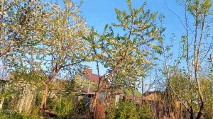 Магнолия Сюзан Цветение :-)