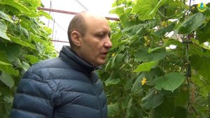 ОГУРЕЦ ПОЛЛИ F1 - СИЛЬНОЕ РАСТЕНИЕ УСТОЙЧИВ К ПЕРОНОСПОРОЗУ, ПИТАНИЕ ОГУРЦОВ В ТЕПЛИЦЕ (04-03-2019)