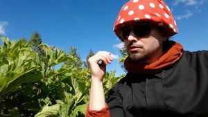 Как избежать последствий ожога Борщевиком Сосновского или зачем мне Перекись Водорода в лесу.