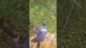 Медведь напал на корову в Мелеузовском р-не Национальный парк " Башкирия"