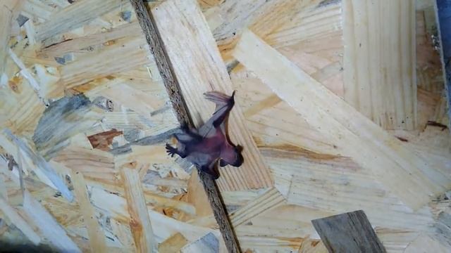 Ось таке чудо з'явилось в мене на дачі смотреть онлайн