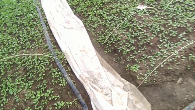 Состояние Редиски 19.02 Как поливает туман? смотреть онлайн