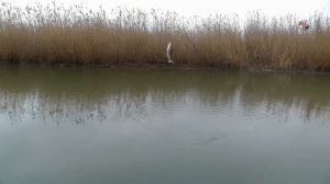 Ловля ТАРАНИ на поплавочную удочку в проводку и донку. Рыбалка. Fishing angeln  câu cá рыбалка