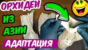 АДАПТАЦИЯ ОРХИДЕЙ ИЗ АЗИИ после пересылки ? Адаптация Азиатских Орхидей - уход, полив, пересадка