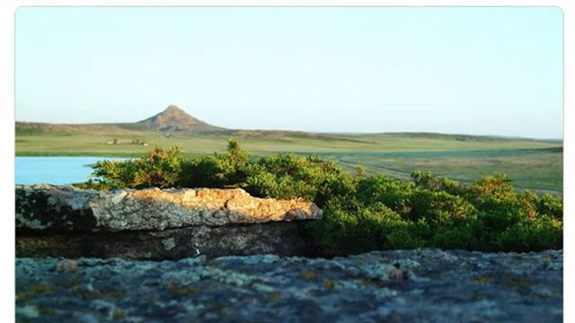 Можжевельник ложноказацкий (juniperus pseudosabina) смотреть онлайн