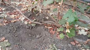 Осенняя подкормка винограда, залог будущего урожая