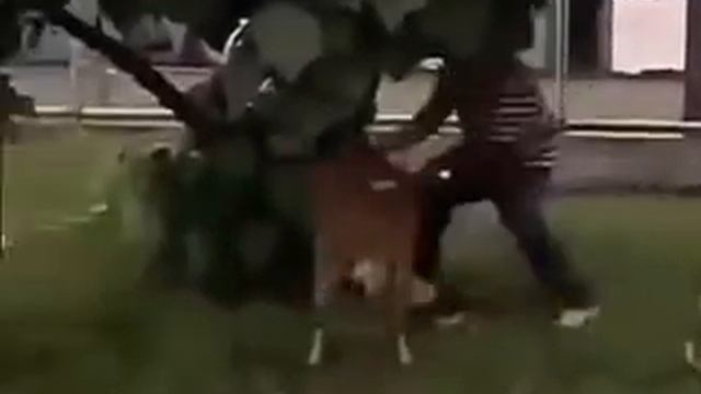 Borrego busca pleitos 😂😂 смотреть онлайн