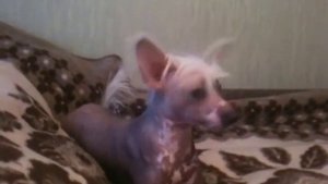 Поющий Кенни (китайская хохлатая)