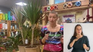 Драцены { СУРДОПЕРЕВОД } Три узколистных сорта: Магента, Биколор, Маргината. Как выбрать свою?