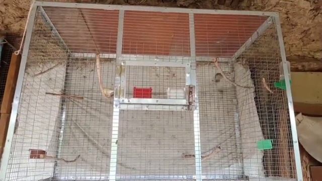 Самка канарейки поет. Пение кенаров.