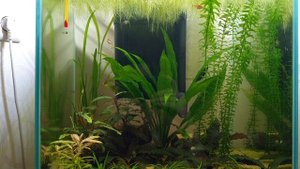 Мой аквариум-куб 40×40×45,объём 72 л.