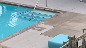 Птички тоже любят купаться в бассейне. The birds swim in the pool.