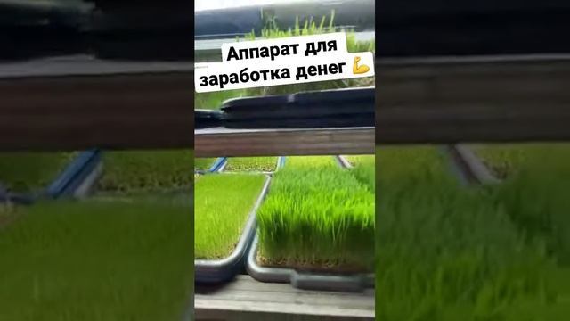 Аппарат заработка денег бизнес идеи Микрозелень