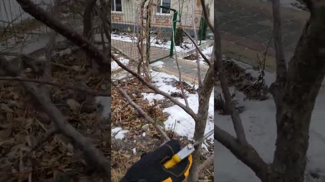 Сорт Чемпіон,обрізка молодої яблуні,як це? смотреть онлайн