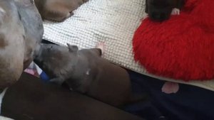 Щенки АСТ зовут маму?