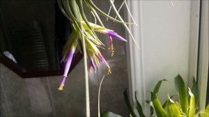 Tillandsia blooming in the bathroom