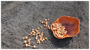 ЛУК РЕПЧАТЫЙ!!! ПОДРОБНО О ЕГО ПОСАДКЕ!!!