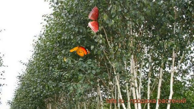 Береза полезная Жакмана (betula utilis zhakmana) ? обзор: как сажать, крупномеры березы Жакмана