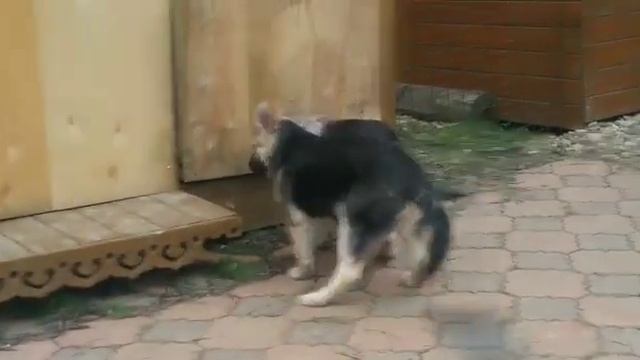 Щенок кобель, возраст 3.5 мес продажа, смотреть онлайн