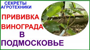 Прививка винограда в условиях Подмосковья