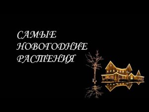 Новогодние истории (самые новогодние растения)