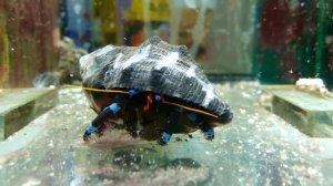 Рак отшельник синелапый