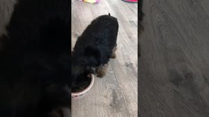 Первый день щенка дома