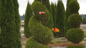 Туя западная Смарагд (спираль) ? обзор: как сажать, саженцы туи Смарагд (спираль)