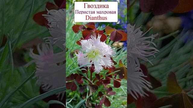 Гвоздика перистая махровая, многолетняя.?