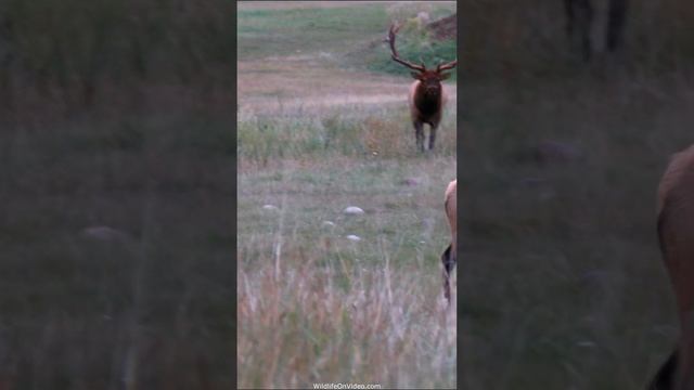 The Sheriff's Last Big Elk Bull Challenger