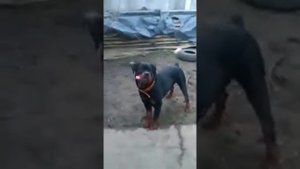 Тайсон, ротвейлер