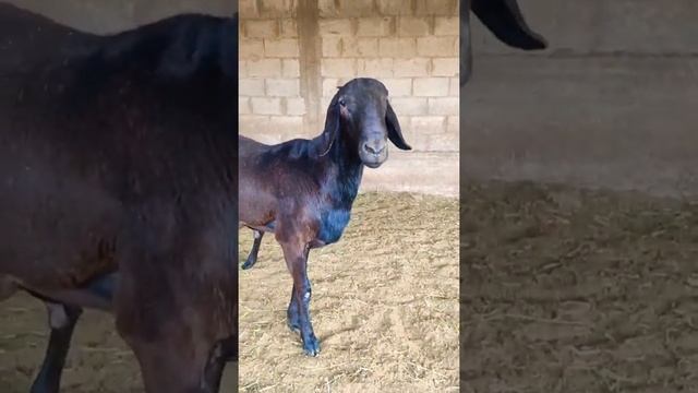 Элитные Баранчики Породы АРАШАН на продажу смотреть онлайн