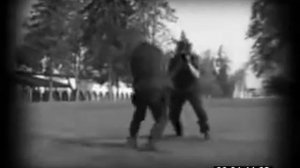 Тренировка Тигры Аркана.