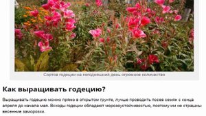 Годеция крупноцветковая --- прекрасная альтернатива азалии.