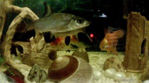 Акулий балу!! непонятное поведение, то-ли дерутся, то-ли спариваются?