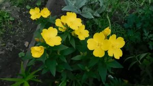 ?Энотера. Ночная свеча. Выращивание и уход ?