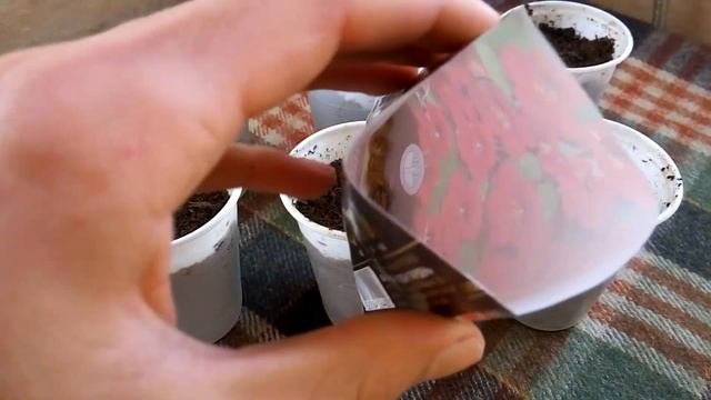 Настурция выращивание