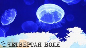 четвертая воля