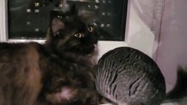Кошка и шиншила