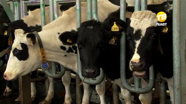 Афиша: кафе "Bronza", экскурсии на ферму ЗАО «Калининское», «Бриллиантовый цирк Якутии» смотреть онлайн