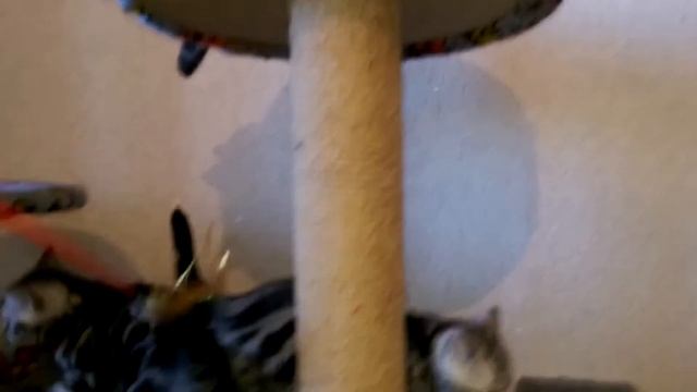 Британские котята мраморного окраса - 10 смотреть онлайн