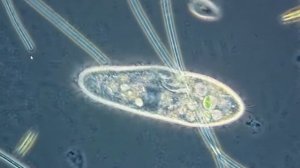 5 Эвглена Зеленая