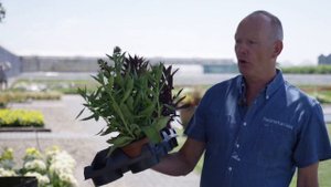 Lobelia Starship series with Cor de Jong