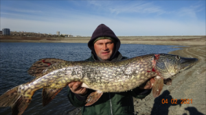 Щуки гиганты на живца.2021.