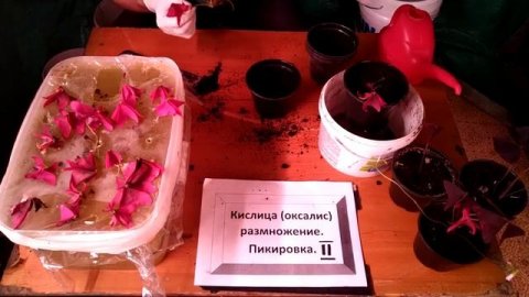 Кислица всё о размножении кислицы.