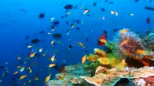 Плавающих рыбки смотреть онлайн