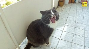 Кот приколист