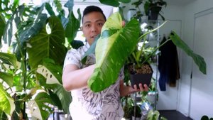 TOP 5 FAVOURTE PLANTS 💚 | Philodendron Melanochrysum, Jose Buono, Strawberry Shake 😍 | AUGUST 2022
